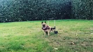 Tan dog in wheelchair walks around yard