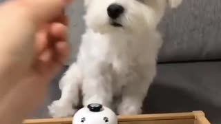 Extremely Funny moments of Dogs Eating food.| Cutiepie0