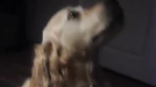 Golden retriever eating food in the air