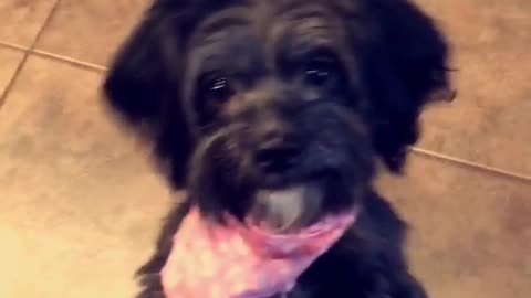 Small black dog with pink handkerchief stands on hind legs for treat