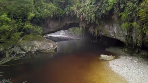 RAIN FOREST VIDEO BACKGROUND