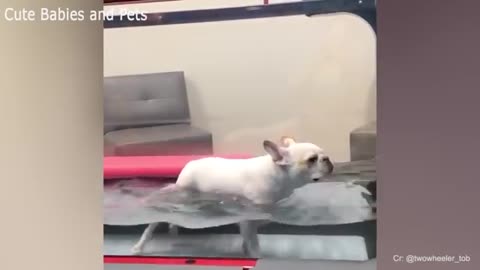 MUD WRESTLING ,PIANO PLAYING ADORABLE PUPPIES