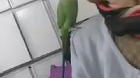 Ring neck parrot love with owner