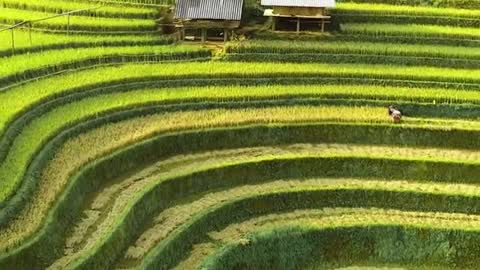 Beautiful Landscapes Terraced Fields in Mu Cang Chai of VIETNAM