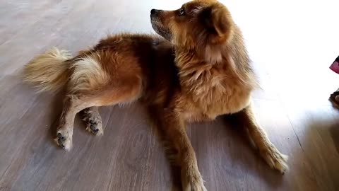 cute funny dog video: