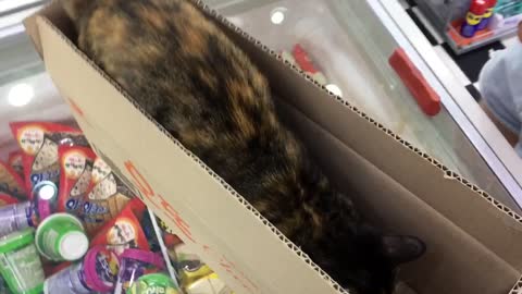 Convenience store cat plays with box
