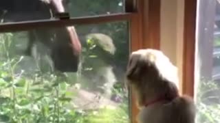Moose and Dog Become Friends Through Window