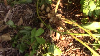 What Freshly Dug Peanuts Look like - Still On The Plants