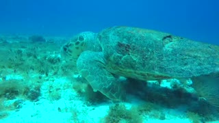 Ancient Turtle in Cozumel
