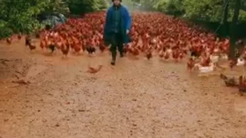 Everyday Work On Chicken Farms.