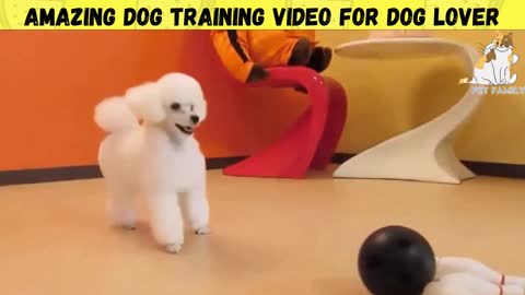 Extreme Trained & Disciplined cute pet training video must watch This video you really like