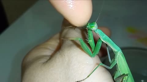 Praying mantis drinks water from human hand