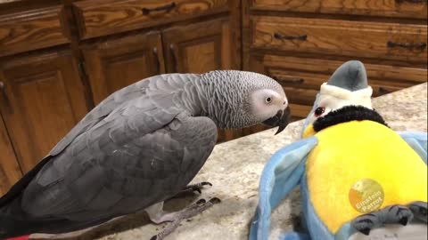 Parrot goes toe-to-toe with toy parrot nemesis