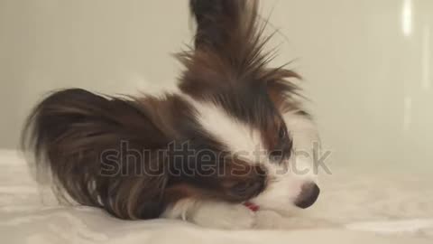 Cute Dog and Sleep in morning Time