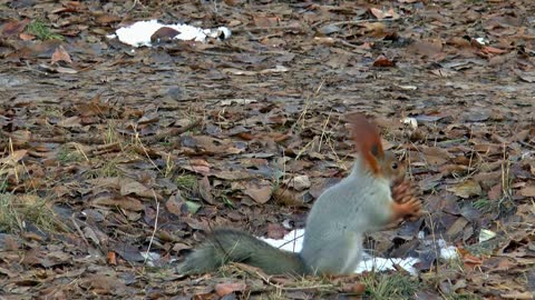 FUNNY &CUTE squirrel TRY TO store his food for the future needs.