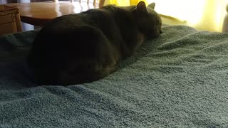 Stormy Cat's 1st Video