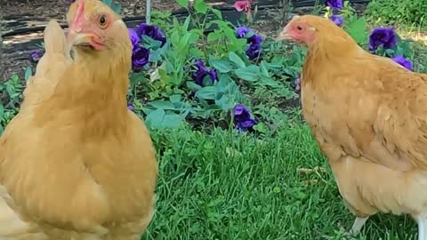 Chickens friends hanging out next to beautiful Lisianthus flowers