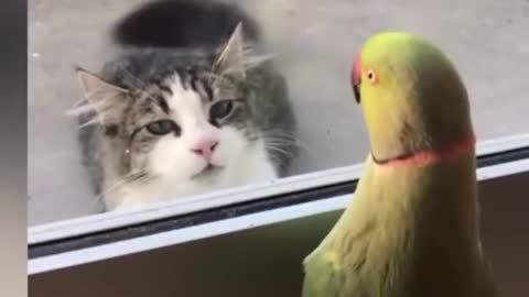 A parrot playing with a cat is very amusing.