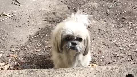 Kirby the shih tzu looking confused