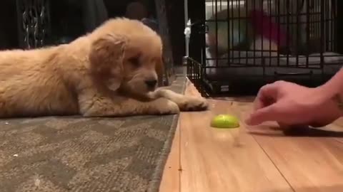 Dogy Trying to Eat Lemon for 1st time in his Life