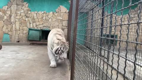 huge dangerous runaway tiger handsome