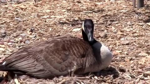 Unbelievable! This Goose Chooses an Unconventional Spot to Build Her Nest - You Won't Believe Your Eyes!