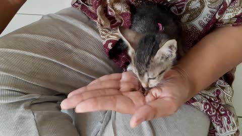 small cat rescue