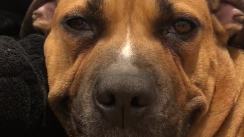 this rescue dog can’t stop smiling