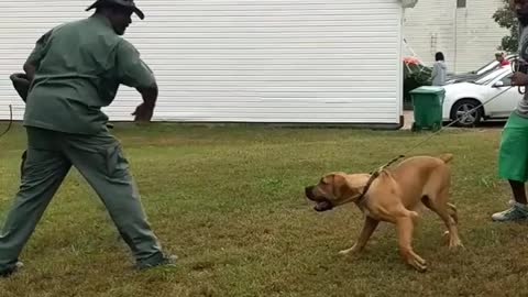 5 month old African Boerboel doing some personal protection work.