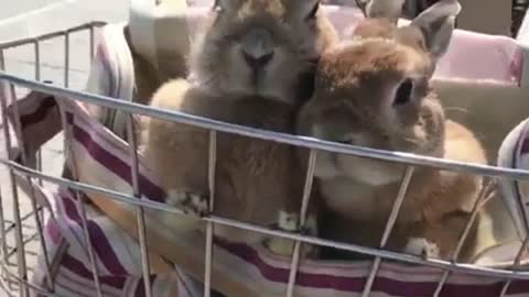 Rabbits Are Going Shopping in The Morning on The Bike