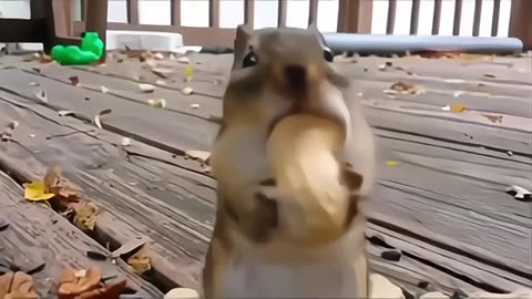 Greedy squirrel's mouth is stuffed with peanuts