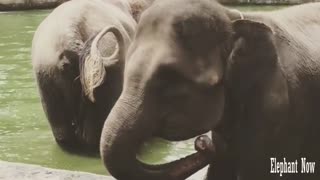 2 Elephants Drink Water from The lake