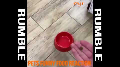 pets food funny reaction