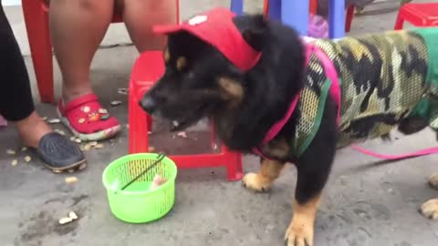 Smart dog helps his owner sell lottery tickets in Vietnam