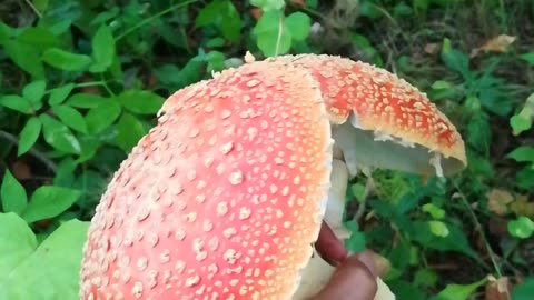 Fly Agaric (Amanita muscaria) russia