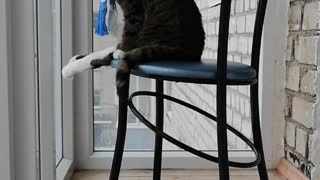 Thoughtful cat sits on chair to contemplate life