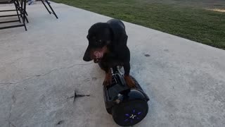 Dachshund Takes a Spin on a Hoverboard
