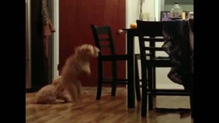 Smart dog shows dumb dog how to steal a treat