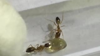Queen Ants communicate with new channels