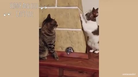 Cute end funny cat vidéos To keep you smilling