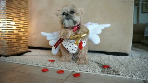 Cupid Munchkin spreads the love