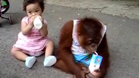 Funniest Babies and Animals Compilation