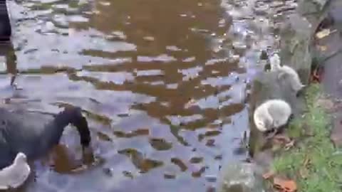 Mother Black Swan Is Patient with their child