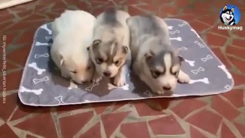 3 cute Husky puppies 🐕🐕❤