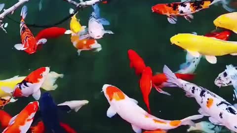 Lovely Goldfish swimming in the aquarium - The Comet Goldfish