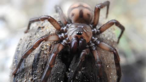 Beautiful New Zealand Banded Tunnelweb Spider