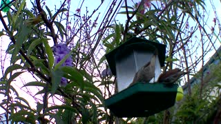 Red Robin's enjoying breakfast