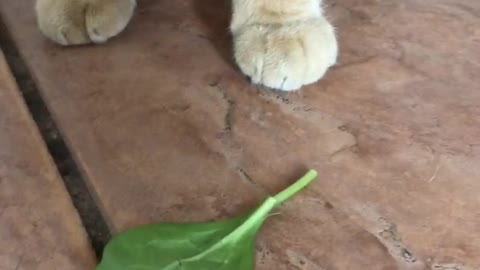 Cat likes spinach!