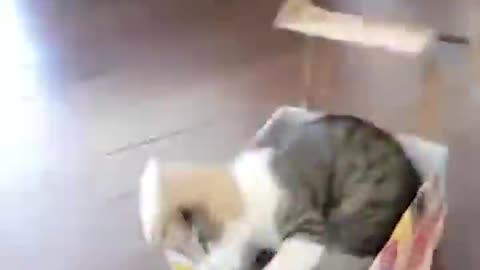 Animaux drôles - Chats et chiens drôles - Vidéos d'animaux drôles 2023 🤣