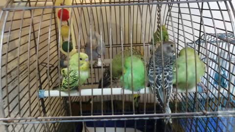 Very cute parrots in a cage.